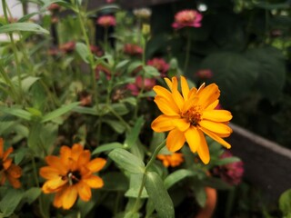 Yellow flowers with green leaves on a background, Beedance Painted Yellow, Bidens