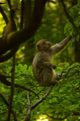 The Barbary macaque, Barbary ape (Macaca sylvanus).