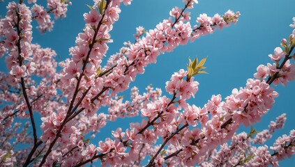 Delicate Peach Blossoms Blooming in Spring Sunshine