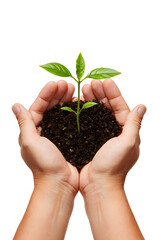 Caring Hands Holding a Young Plant with Soil Symbolizing New Beginnings Growth and Environmental Responsibility Against a Clean White Background