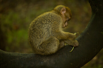 The Barbary macaque, Barbary ape (Macaca sylvanus).