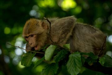 The Barbary macaque, Barbary ape (Macaca sylvanus).