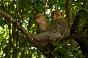 The Barbary macaque, Barbary ape (Macaca sylvanus).