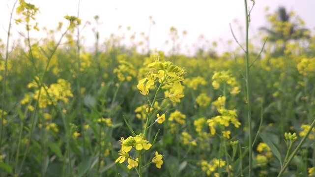 Yellow mustard flowers (Sarso) blow gently in the wind, rural land filled with vibrant canola flowers. India