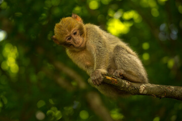 The Barbary macaque, Barbary ape (Macaca sylvanus).