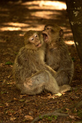 The Barbary macaque, Barbary ape (Macaca sylvanus).