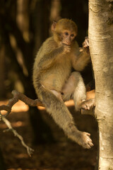 The Barbary macaque, Barbary ape (Macaca sylvanus).