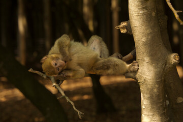 The Barbary macaque, Barbary ape (Macaca sylvanus).
