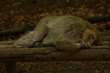 The Barbary macaque, Barbary ape (Macaca sylvanus).