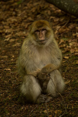 Fototapeta premium The Barbary macaque, Barbary ape (Macaca sylvanus).