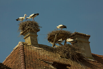 White stork (Ciconia ciconia) in the nest on the roof of the house.