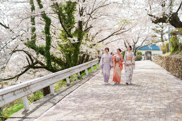 Fototapeta premium Three women in traditional Japanese clothing walk down a path lined with cherry blossoms. The scene is serene and peaceful, with the women enjoying the beauty of the flowers and the quiet surroundings