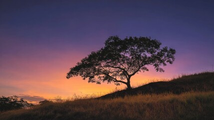 Fototapeta premium Silhouette tree sunset landscape
