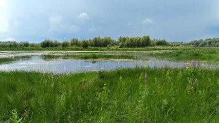 Grassy bank of a wide swamp surrounded by thickets of tall bushes on a sunny summer day.