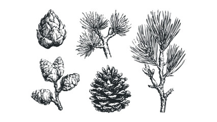 Hand Drawn Pine Cone and Branch Collection. Vector hand drawn illustration