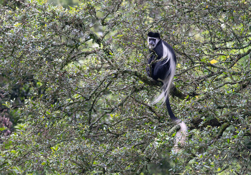 Black and White Colobus Monkey in Montane Forest, Mount Elgon National Park, Kenya