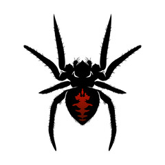 Intricate black spider with red markings shown against a plain background