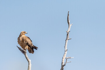 Close-up of a Tawny Eagle - Aquila rapax- sitting in a treetop in Etosha National Park, Namibia.