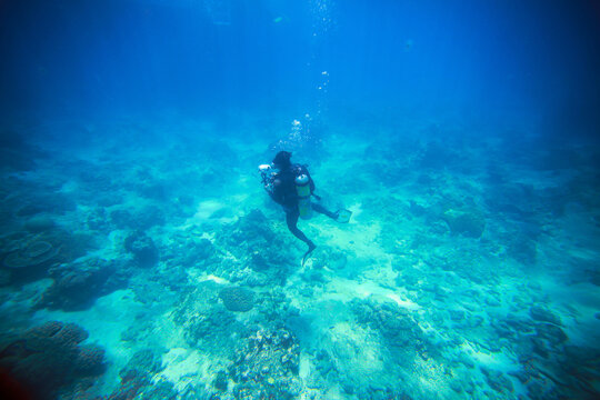 One scuba diver takes pictures underwater world on the Great Barrier Reef. Diver with camera, top view