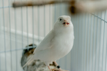 Close-up white canaries inside a cage, pet bird concept