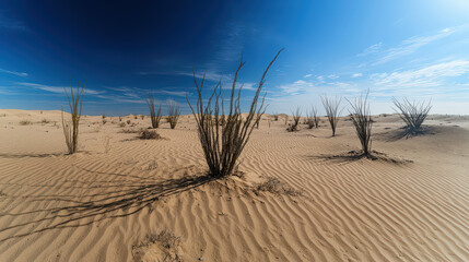 Vast desert landscape featuring tall, spiky plants casting long shadows on golden sand, creating serene and tranquil atmosphere