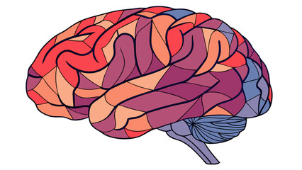 Fototapeta premium human brain vector illustration