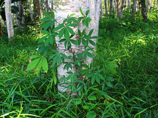 View of a cassava plant growing next to a teak tree. 