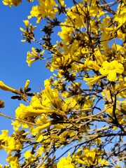 Ip&ecirc; amarelo &aacute;rvore do Brasil yellow flowers tree Brazil 