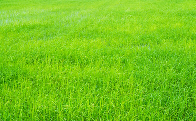 Rice field background, jasmine rice organic agriculture farm raw food ingredient traditional asian, green grass landscape environment zero carbon energy eco concept.