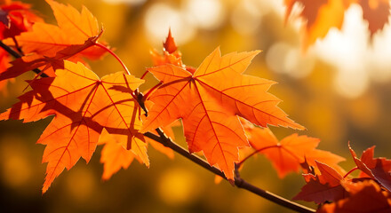 Obraz premium Vibrant autumnal maple leaves glowing golden and red in the warm sunlight, a beautiful natural display of fall colors on a tree branch