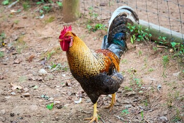 A colorful rooster in a barnyard.