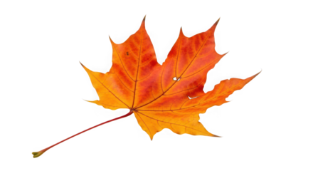 Vibrant orange maple leaf captures the essence of autumn's fiery palette transparent background