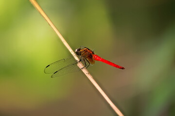 red dragonfly closeup macro photo