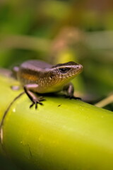 Eutropis multifasciata lizard closeup macro photo