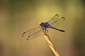 blue dragonfly closeup macro photo