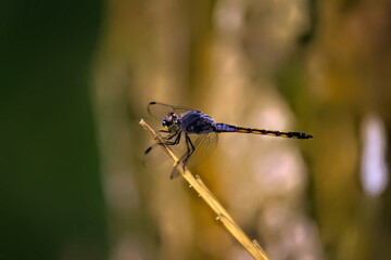 blue dragonfly closeup macro photo