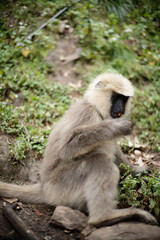 Gray Langur Monkey Eating Fruit in the Wild