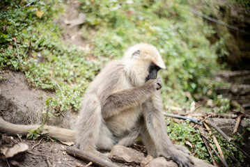Southern Plains Langur Feeding on Fresh Fruit