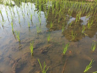 new rice plants are planted