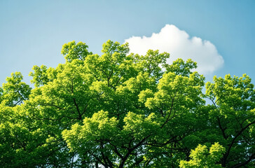 Obraz premium Start of Summer (Lixia) Solar Term: Green Trees, Sunlight, and Blue Sky, Fresh Natural Background