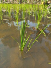 new rice plants are planted