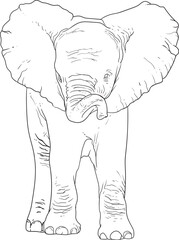 Cute baby elephant hand drawing