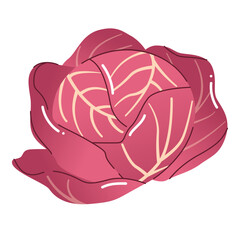 Red cabbage head. Vitamin-rich purple cabbage, vegetable. Vegetarian meals.Fresh and healthy food. Organic salad ingredients. AD for farmers' markets, menus, posters, stickers.