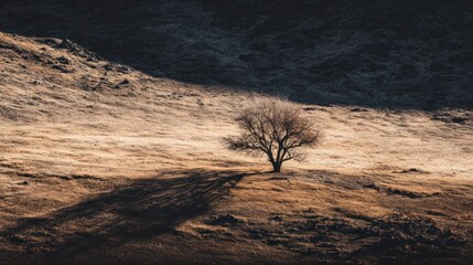 Lonely tree on a dry hillside