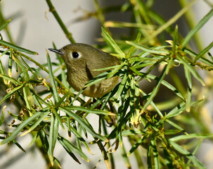 Cute Tiny Yellow Vireo baby Bird Resting on Tree in Backyard Garden
