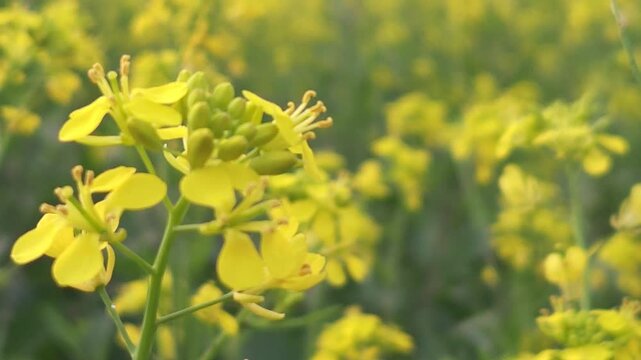 Sea of golden Sinapis alba and rapeseed blossoms sway under the sky captured in crisp 4k slow motion format with a shallow depth of field that brings every petal to life.