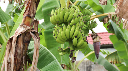 Green bananas growing on trees. Green tropical banana fruits close-up on banana plantation.
