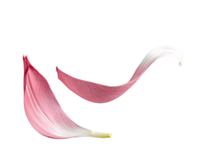 pink petal flying floating in air clipping path isolated on transparent png