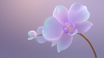 淡紫色兰花唯美特写