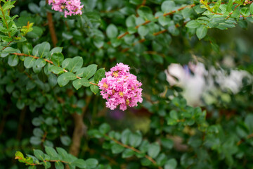 Close-up of the pink flowers of the Crape Myrtle (Lagerstroemia indica) tree in full bloom in spring.